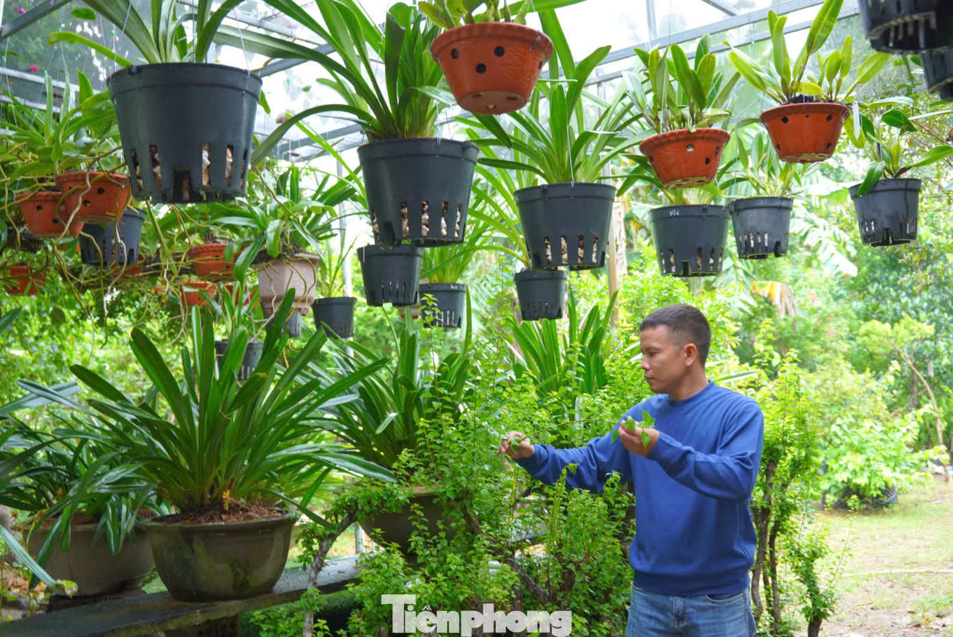 Anh Nguyễn Tấn Kỳ (trú huyện Mộ Đức) khởi nghiệp với mô hình trồng hoa giấy và hoa lan.