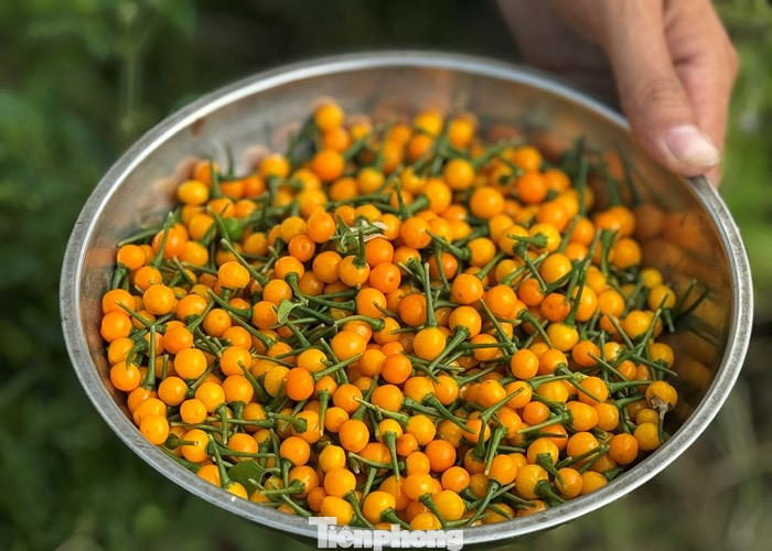 Anh Trịnh Duy Phương thu hoạch ớt Peru.