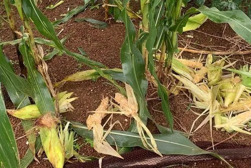 Đàn khỉ hoang cắn phá bắp của người dân.