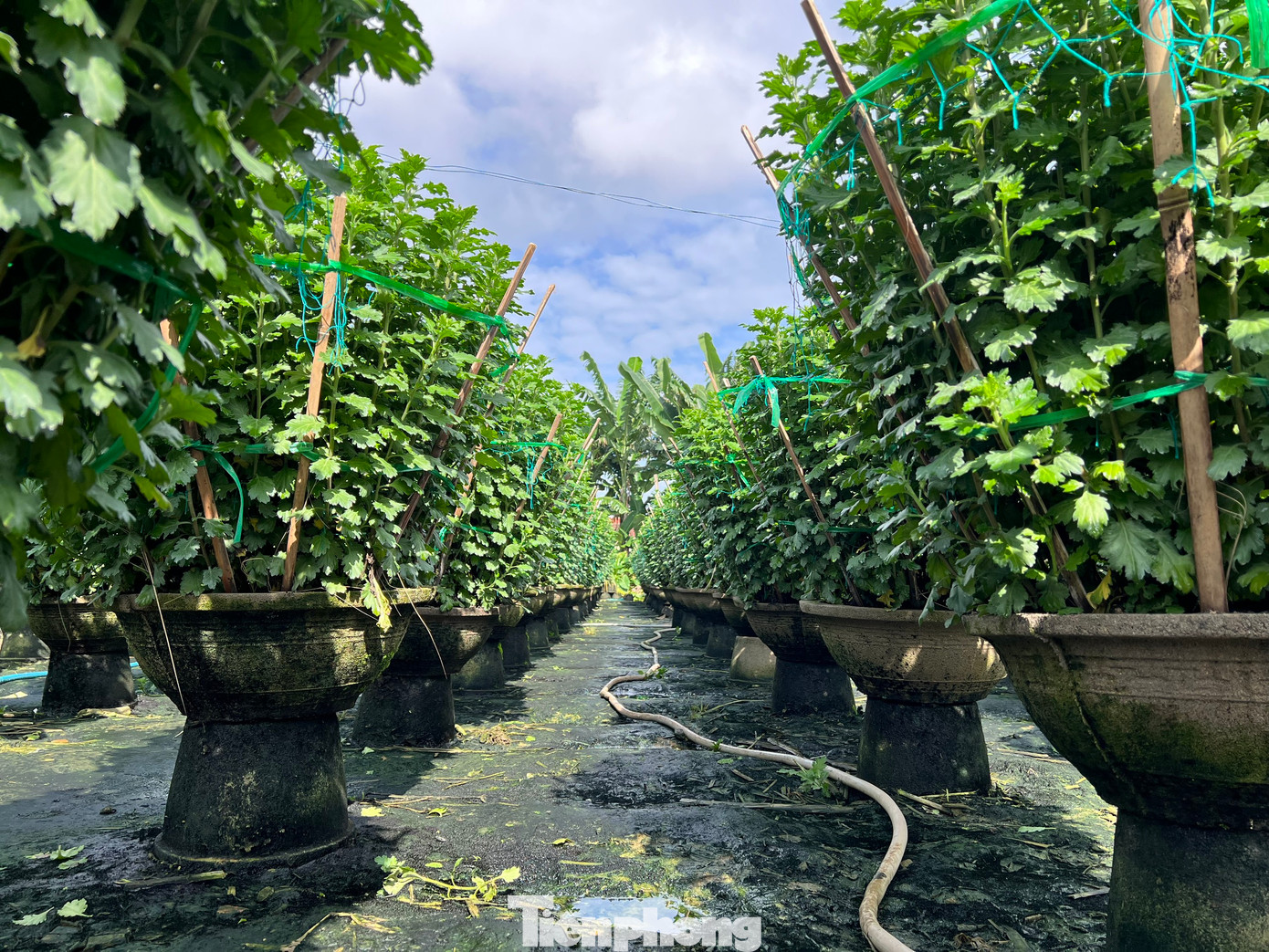 “Để nâng tầm sản phẩm đặc trưng của địa phương, chính quyền xã Nghĩa Hiệp đang tập trung đưa hoa lên sàn thương mại điện tử để tiêu thụ. Bên cạnh đó, triển khai thử nghiệm các loại hoa để làm trà. Hiện trà hoa cúc đã có sản phẩm và dự kiến sẽ triển khai rộng, cung cấp cho thị trường”, bà Thịnh nói. Ảnh: Nguyễn Ngọc