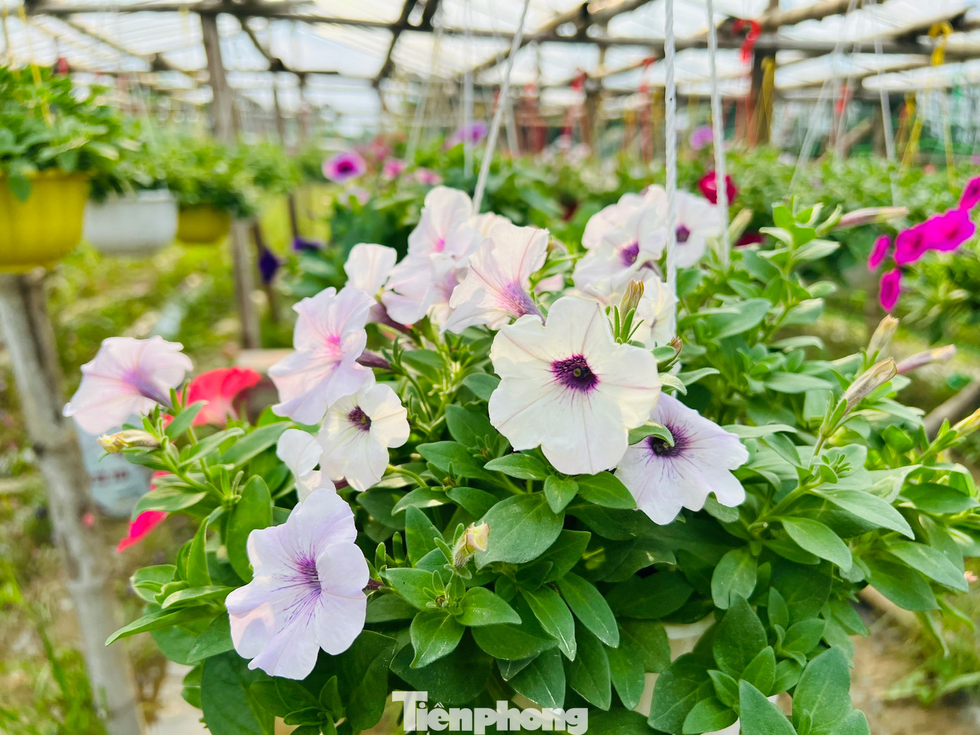 Ngoài hoa cúc, nhiều hộ dân ở xã Nghĩa Hiệp và Nghĩa Mỹ đã mạnh dạn trồng thêm một số hoa khác như vạn thọ, hồng, mào gà, dạ yến thảo… để đa dạng hóa các loại hoa, phục vụ nhu cầu của thị trường. Ảnh: Nguyễn Ngọc