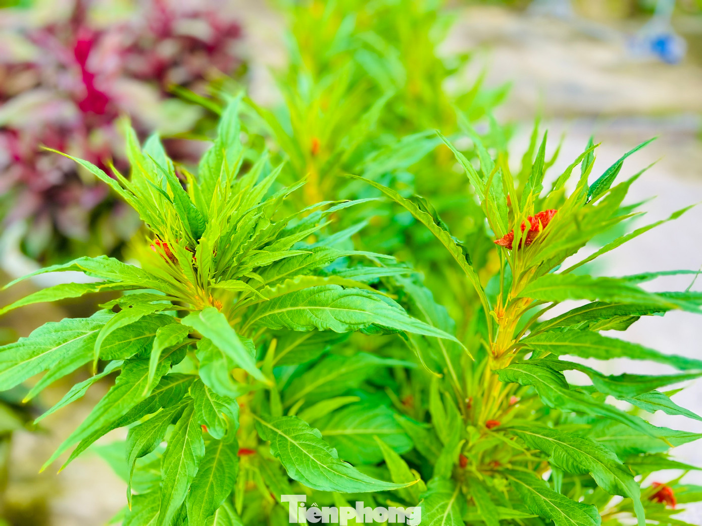 Ngoài hoa cúc, nhiều hộ dân ở xã Nghĩa Hiệp và Nghĩa Mỹ đã mạnh dạn trồng thêm một số hoa khác như vạn thọ, hồng, mào gà, dạ yến thảo… để đa dạng hóa các loại hoa, phục vụ nhu cầu của thị trường. Ảnh: Nguyễn Ngọc