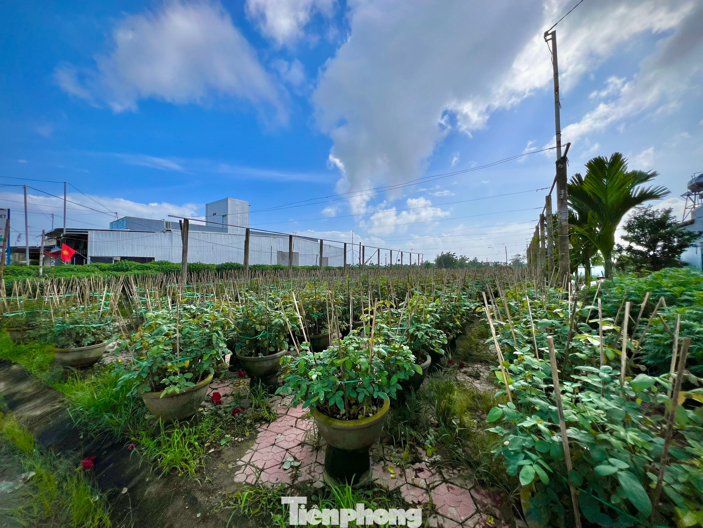 Bà Võ Hồng Thịnh – Chủ tịch UBND xã Nghĩa Hiệp cho biết, toàn xã có hơn 500 hộ trồng hoa, trong đợt tết 2023 số lượng hoa ở địa phương không đủ cung ứng ra thị trường. Năm nay số lượng hoa tăng khoảng 7-10% so với năm trước, dự tính cung cấp cho thị trường Tết hơn 300 trăm nghìn chậu hoa các loại, trong đó hoa cúc là chủ yếu.