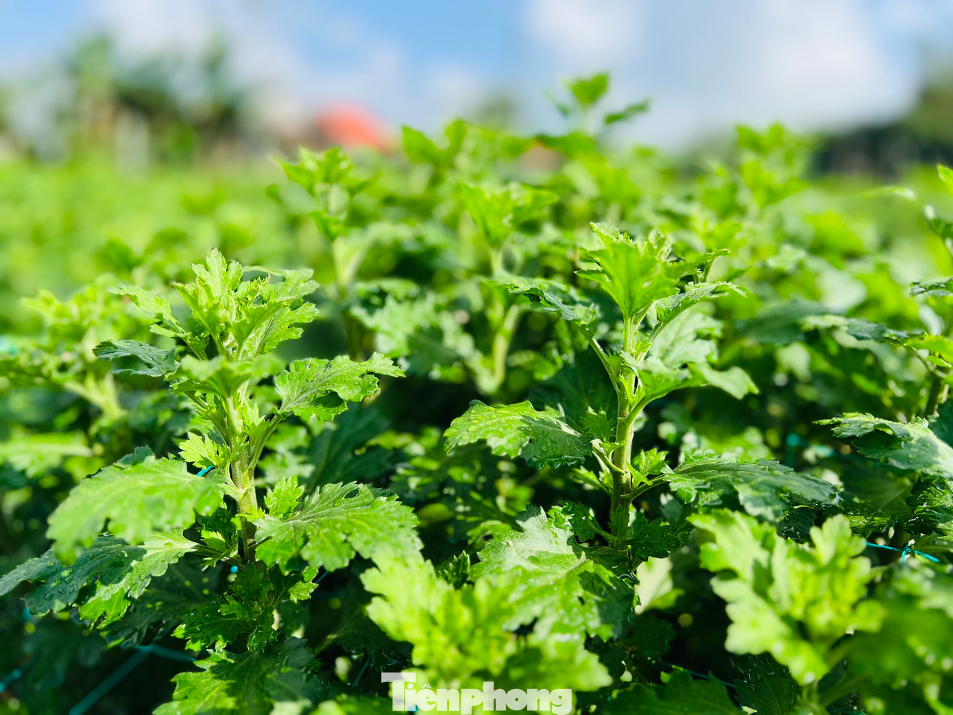 Những chậu hoa được thương lái chọn mua giá cao lá phải xanh tốt, dáng đẹp, không bị bệnh và nụ hoa phải to, cây phải cao… Ảnh: Nguyễn Ngọc
