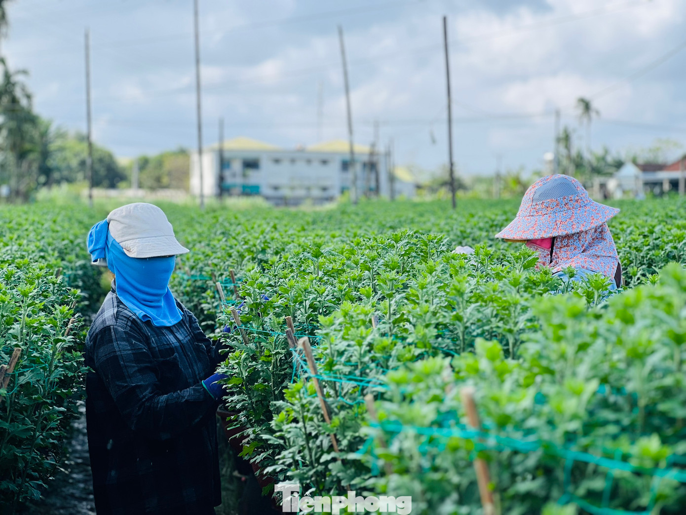 “Cũng như năm ngoái, mặc dù còn hơn 1 tháng nữa mới đến Tết Nguyên đán, tuy nhiên 1.000 hoa cúc của gia đình đã được thương lái đến đặt mua hết rồi. So với năm ngoái giá hoa năm nay cũng không cao hơn là mấy”, ông Nông nói. Ảnh: Nguyễn Ngọc