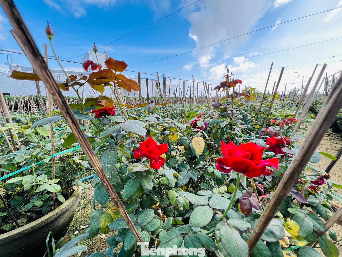 Ngoài hoa cúc, nhiều hộ dân ở xã Nghĩa Hiệp và Nghĩa Mỹ đã mạnh dạn trồng thêm một số hoa khác như vạn thọ, hồng, mào gà, dạ yến thảo… để đa dạng hóa các loại hoa, phục vụ nhu cầu của thị trường. Ảnh: Nguyễn Ngọc