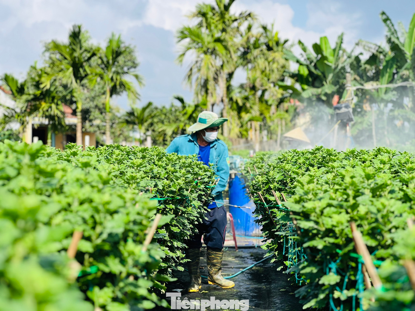 Hiện nông dân nơi đây đang bước vào giai đoạn cuối của quá trình chăm sóc hoa trước khi xuất bán ra thị trường dịp Tết Nguyên đán. Ảnh: Nguyễn Ngọc