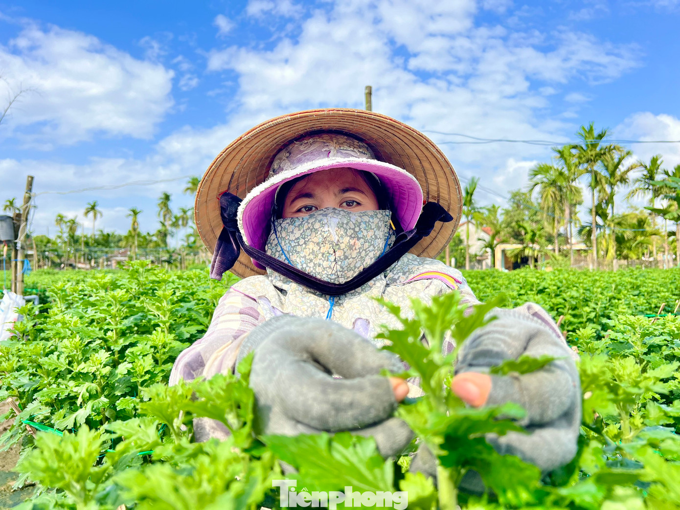 Ông Bùi Phát (trú thôn Đồng Viên, xã Nghĩa Hiệp) cho hay, năm nay gia đình trồng 1.000 chậu hoa cúc, những ngày qua thương lái từ các tỉnh Thừa Thiên Huế, Quảng Trị, Quảng Nam, Quảng Bình, Bình Định… vào đặt mua hết cả rồi. Không riêng gì vườn nhà ông, nhiều vườn khác cũng đã có người đến mua sạch.