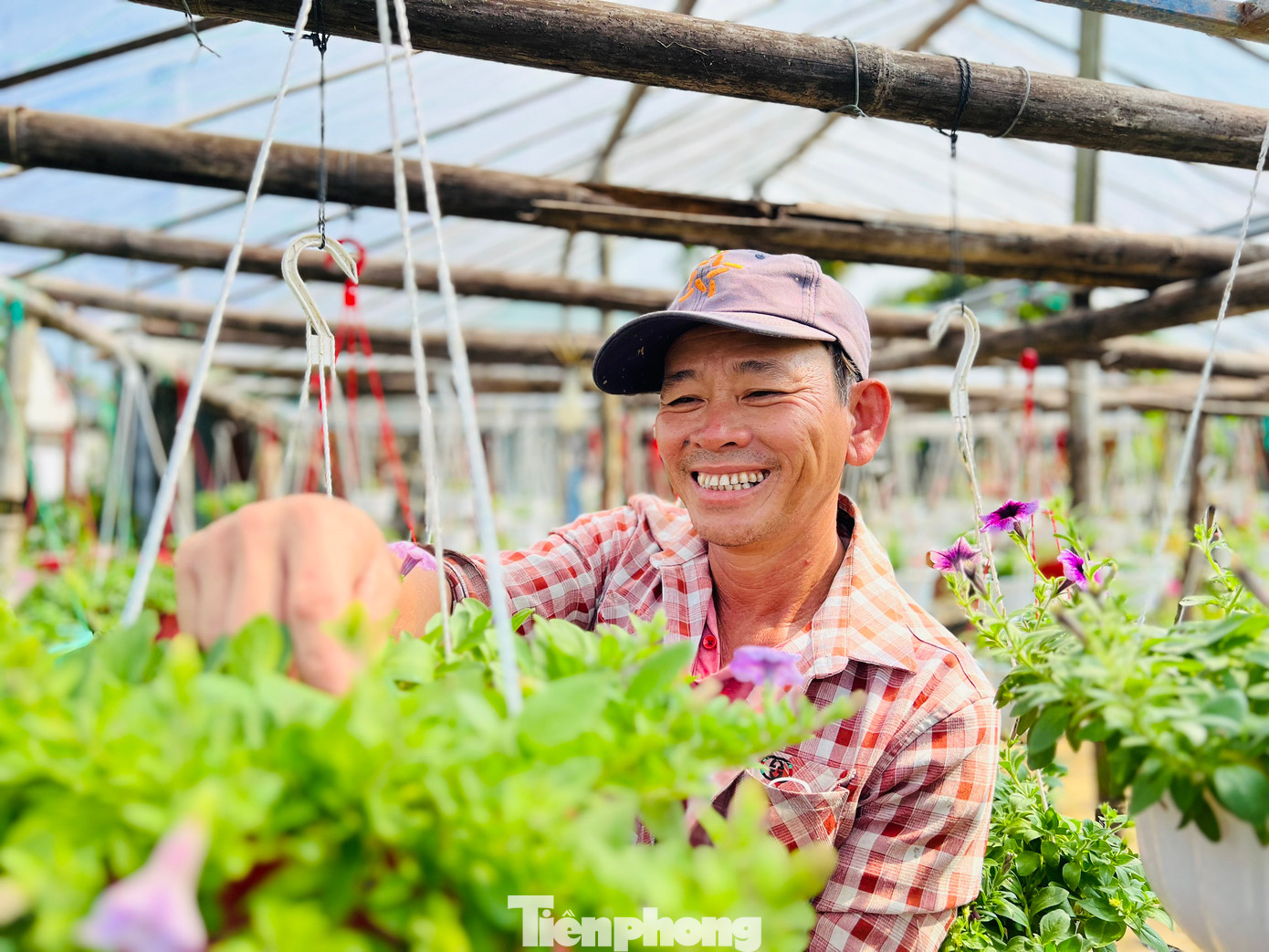 Ông Lê Văn Nông (trú thôn Hải Môn, xã Nghĩa Hiệp) cho biết, năm nay gia đình ông trồng hơn 1.500 nghìn chậu hoa các loại, trong đó hoa cúc là 1.000 chậu, còn lại là dạ yến thảo, hoa hồng, dâu tây Đà Lạt… Ảnh: Nguyễn Ngọc