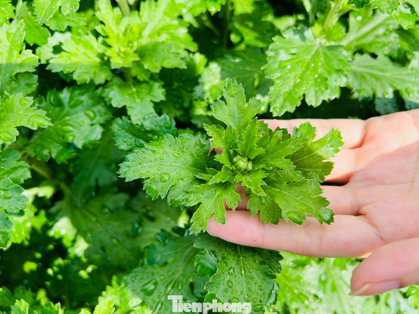 Những chậu hoa được thương lái chọn mua giá cao lá phải xanh tốt, dáng đẹp, không bị bệnh và nụ hoa phải to, cây phải cao… Ảnh: Nguyễn Ngọc