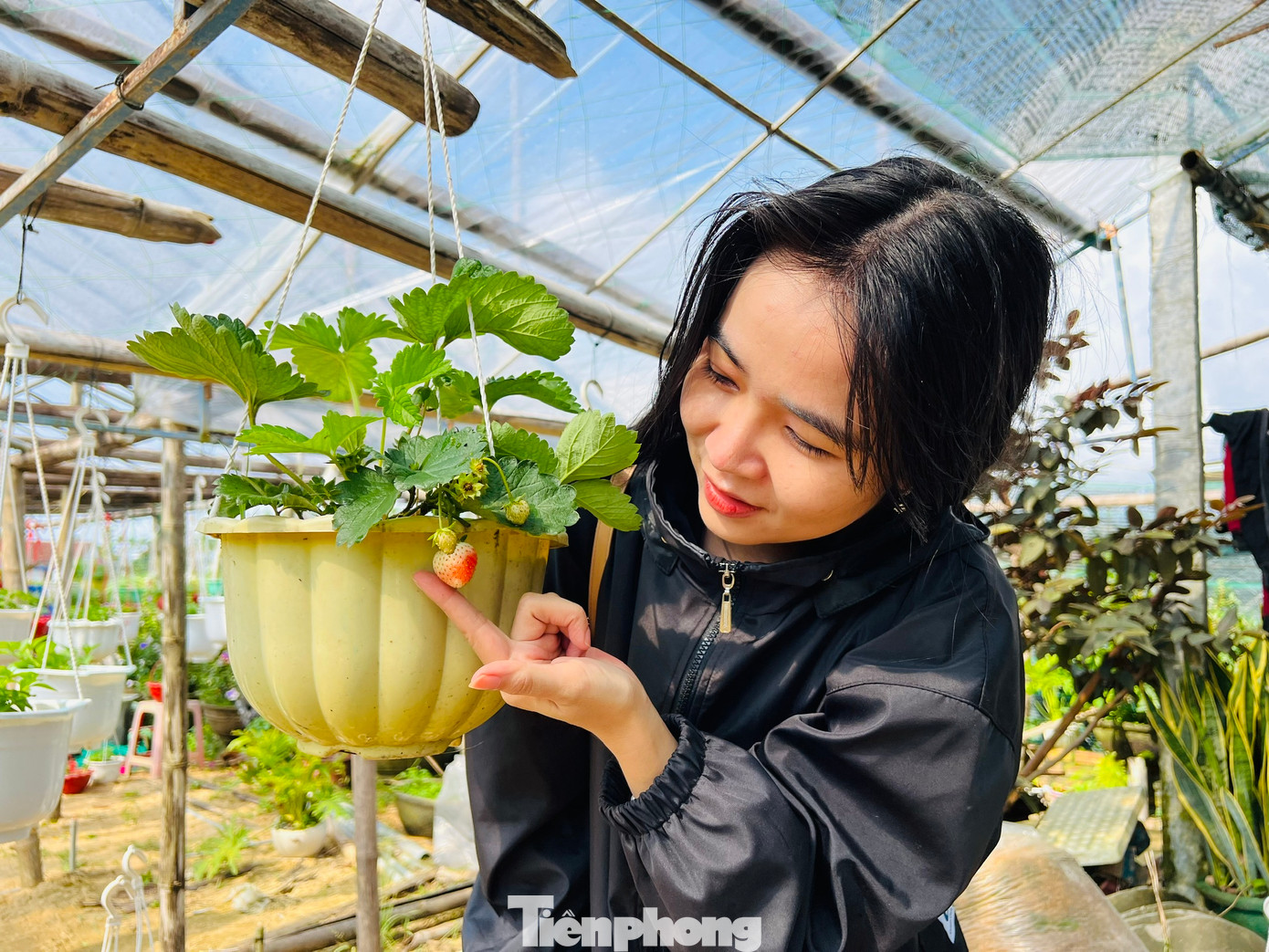 Ngoài hoa cúc, nhiều hộ dân ở xã Nghĩa Hiệp và Nghĩa Mỹ đã mạnh dạn trồng thêm một số hoa khác như vạn thọ, hồng, mào gà, dạ yến thảo… để đa dạng hóa các loại hoa, phục vụ nhu cầu của thị trường. Ảnh: Nguyễn Ngọc