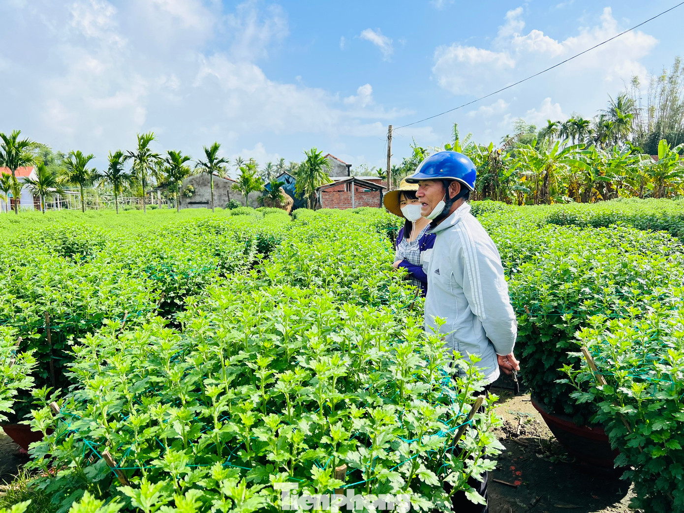 Thương lái đến hỏi mua hoa của người dân xã Nghĩa Hiệp. Ảnh: Nguyễn Ngọc