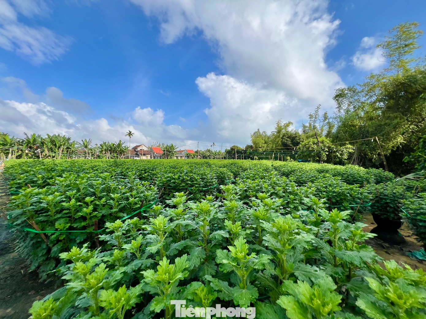 Được biết, hoa cúc càng đẹp, giá càng cao. Theo các nhà vườn, hoa cúc đường kính 60cm có giá 240 nghìn đồng/chậu, loại 80cm có giá 500 nghìn đồng/chậu, 1m có giá 1,5 triệu đồng/chậu.