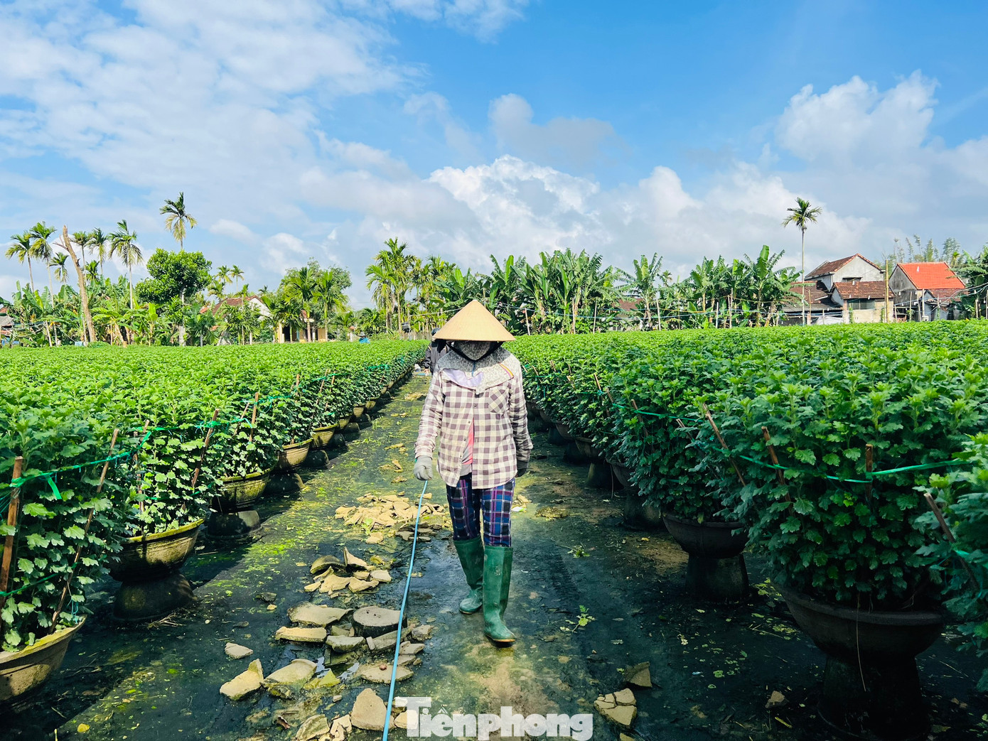 Với 600 – 1.000 chậu hoa cúc size nhỏ và vừa, trừ chi phí, nhà vườn có thể thu lãi cả trăm triệu đồng. Những hộ trồng số lượng lớn hoa cỡ 1m có thể thu lãi cả trăm đến vài trăm triệu đồng. Ảnh: Nguyễn Ngọc