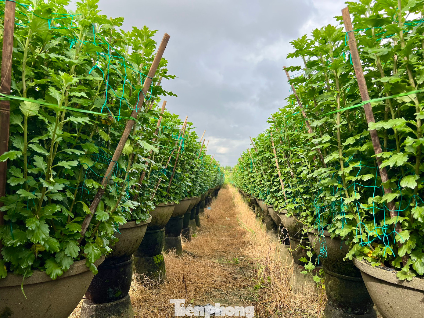 Mặc dù còn hơn 1 tháng nữa mới đến Tết Nguyên đán, hoa cúc hay nhiều loại hoa khác vẫn chưa nở. Tuy nhiên các thương lái ở khắp nơi đã đổ về “thủ phủ” hoa Tết ở xã Nghĩa Hiệp (huyện Tư Nghĩa) để đặt hàng, mua gần hết các vườn nơi đây. Hoa cúc được bán sớm khiến người trồng hoa rất phấn khởi. Ảnh: Nguyễn Ngọc