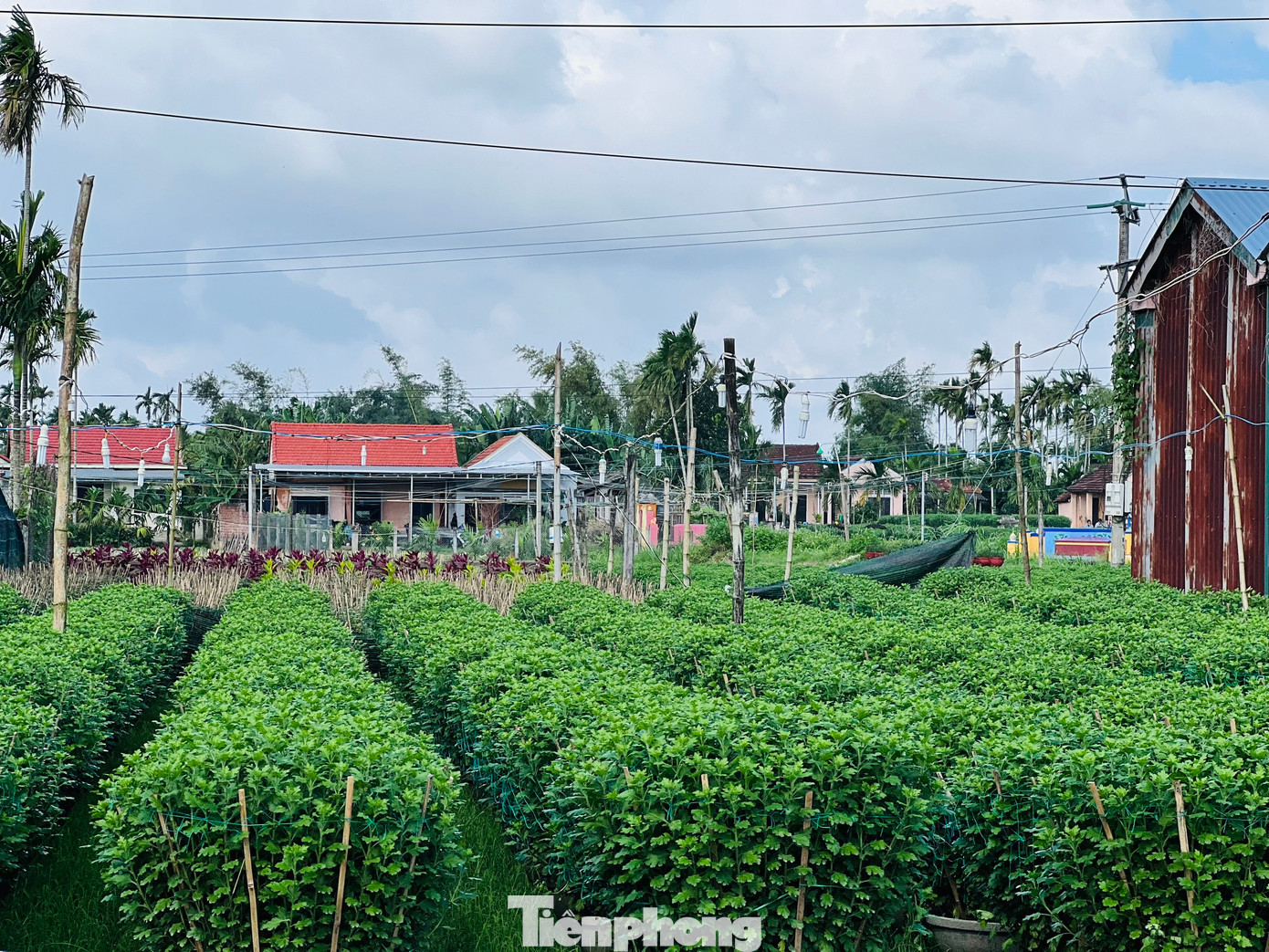 Theo bà Thịnh, sau khi được Cục Sở hữu trí tuệ cấp bằng công nhận nhãn hiệu “Hoa Nghĩa Hiệp” và trở thành sản phẩm đạt OCOP 3 sao, thương hiệu hoa Nghĩa Hiệp từ đó được biết đến rộng rãi hơn. Ảnh: Nguyễn Ngọc