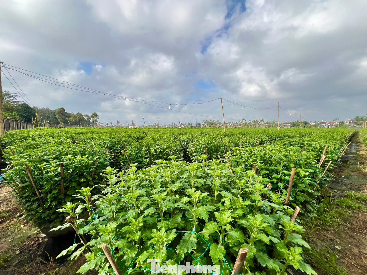 Theo các nông dân, thời tiết năm nay thuận lợi hơn so với năm ngoái, không có lũ lụt, ít sâu bệnh nên hoa cúc phát triển rất tốt. Chỉ có chút khó khăn là năm nay vật giá như phân bón, điện, thuốc bảo vệ thực vật tăng cao. Ảnh: Nguyễn Ngọc