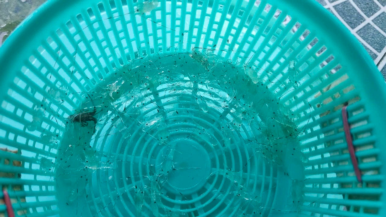 Tôm hùm "nhí" có thân hình trong suốt như thủy tinh. Ảnh: Nguyễn Ngọc.