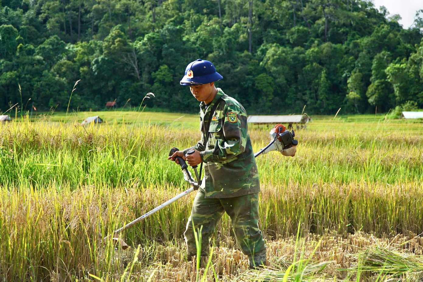 Niềm vui được mùa của người dân.