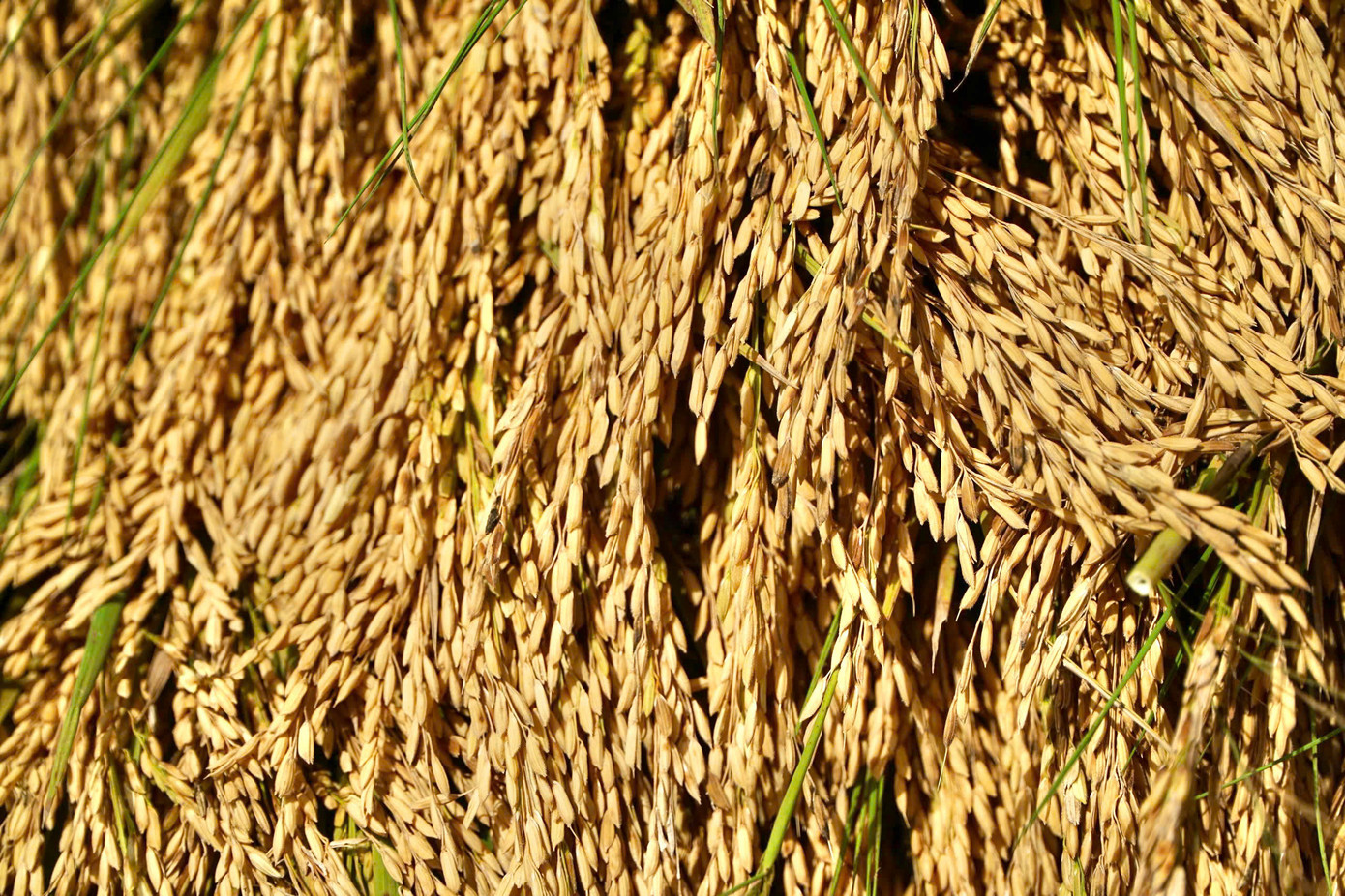 Niềm vui được mùa của người dân.