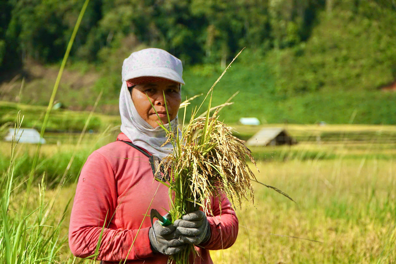Niềm vui được mùa của người dân.