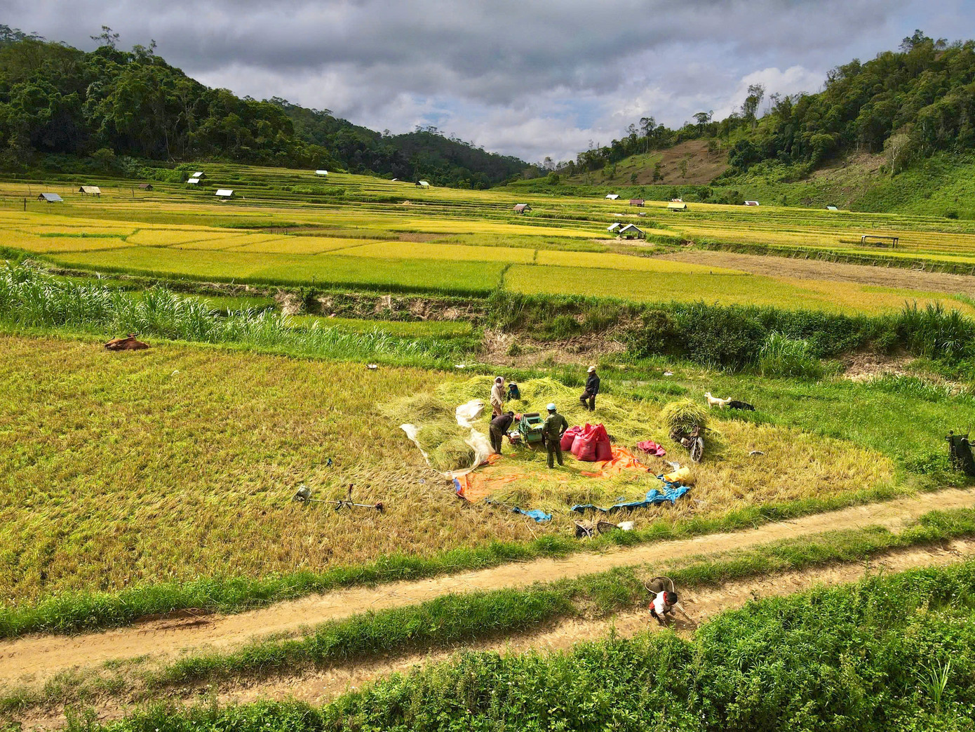 Giữa sắc vàng mênh mang ấy, bóng những người nông dân lom khom gặt lúa, tuốt lúa, gùi lúa, nụ cười rạng rỡ hiện lên giữa những giọt mồ hôi.