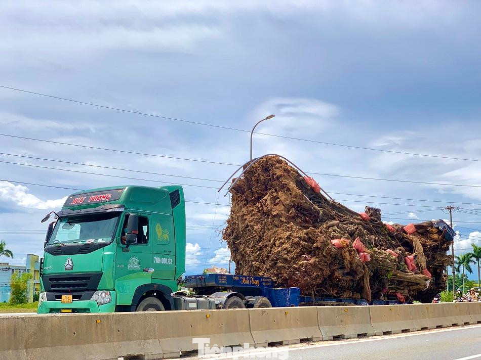 “Do bộ rễ chính của cây đa này đã bị thoái hóa, rất yếu nên tỷ lệ sống không cao. Hội sẽ nỗ lực hết sức để cứu sống bởi cụ đa cổ thụ này đủ điều kiện để công nhận cây di sản”, ông Phát nói.