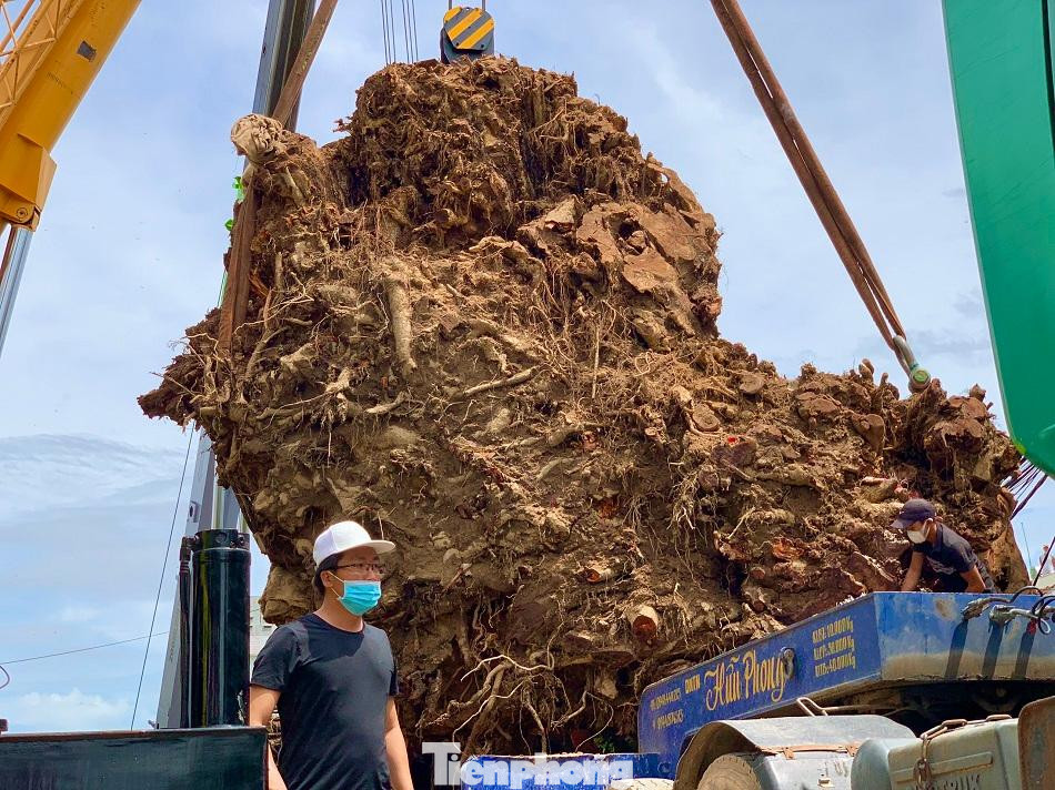 Việc di dời cây phải mất hàng giờ đồng hồ mới hoàn tất.