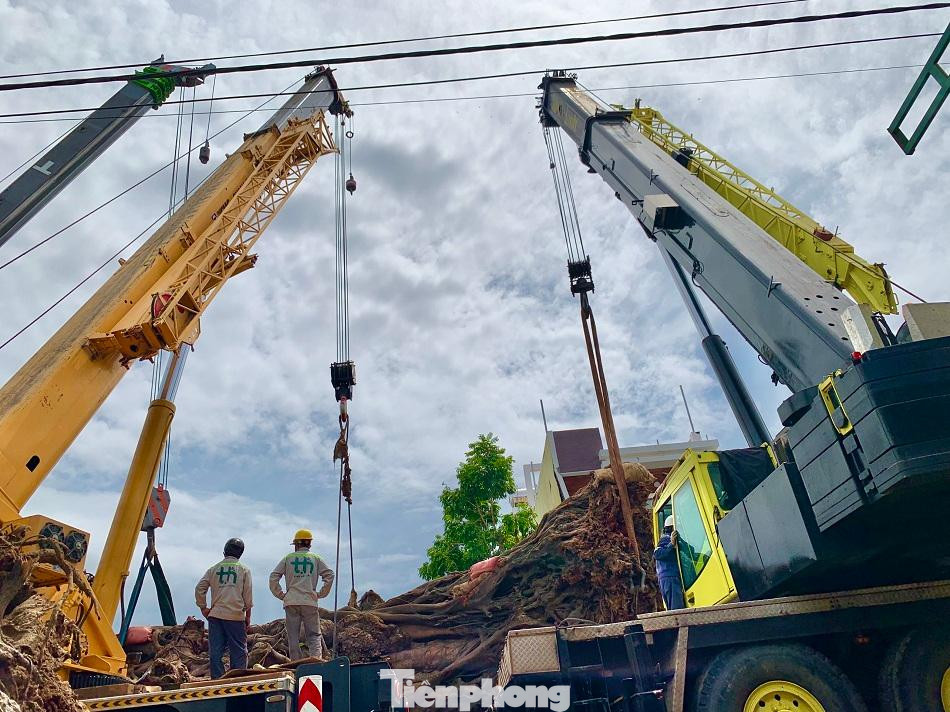 Ngày 25/9, UBND TP Quảng Ngãi phối hợp với Hội Sinh vật cảnh tỉnh Quảng Ngãi tổ chức di dời cây đa cổ thụ 200 năm tuổi bị bật gốc, ngã đổ ở đường Nguyễn Văn Linh, phường Trương Quang Trọng về trồng lại tại núi Thiên Bút, phường Nghĩa Chánh, TP Quảng Ngãi.