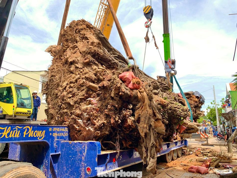 Ông Bùi Đức Chí, trú phường Trương Quang Trọng chia sẻ: "Cây đa bỗng dưng ngã đổ đã để lại một khoảng trống rất lớn cho dân làng. Người dân nơi đây sống đã qua bao đời rất quý cụ đa nên khi cụ ngã đổ ai nấy đều rất buồn. Chúng tôi hi vọng cụ đa khi đến nơi ở mới sẽ sống để gìn giữ lại báu vật cho muôn đời sau".