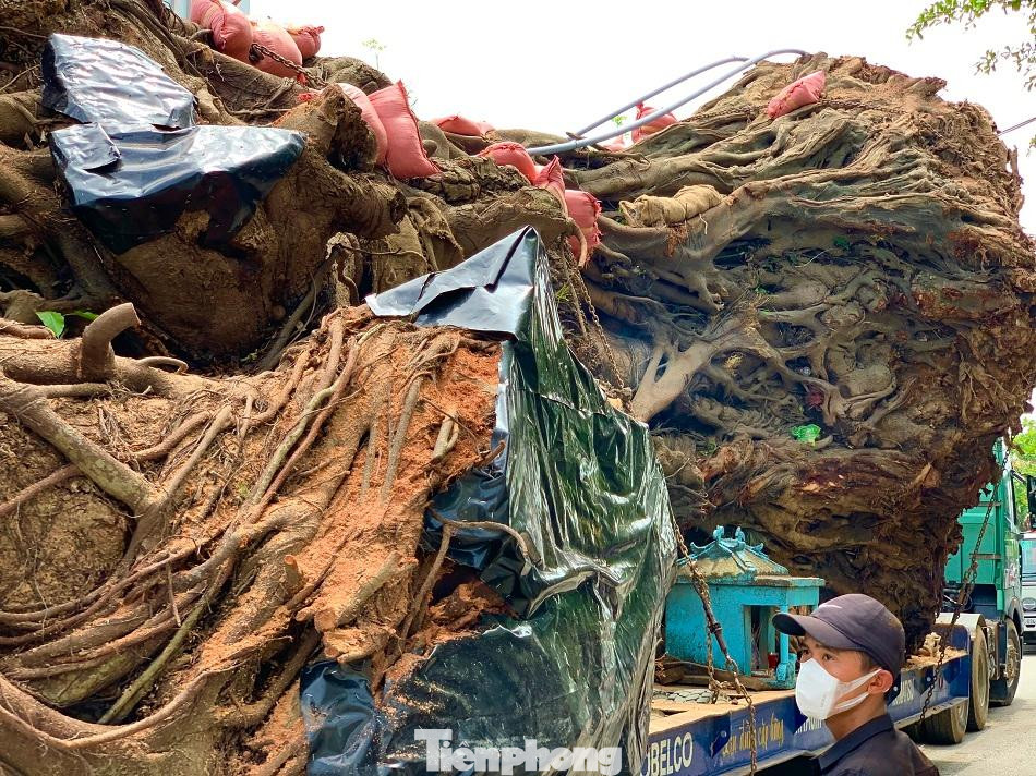 Ông Lê Thế Tào, Giám đốc Công ty T-T-T, xã Tịnh Phong, huyện Sơn Tịnh, tỉnh Quảng Ngãi cho biết, để đảm bảo an toàn cho cây thì đơn vị đã dùng đến 3 chiếc xe cẩu có trọng lượng lớn, 1 chiếc được đặt ở phía ngọn cây, 2 chiếc còn lại có nhiệm vụ nhấc cây lên di chuyển thân cây theo ý muốn trước khi hạ xuống xe tải, cố định vị trí bằng dây xích.