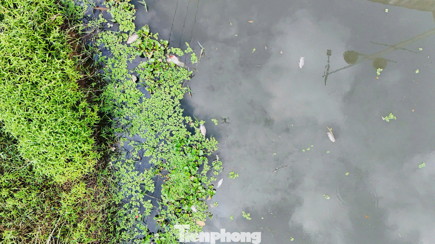 Cá chết nổi trắng nhiều đoạn trên sông Bàu Giang. Ảnh: Nguyễn Ngọc