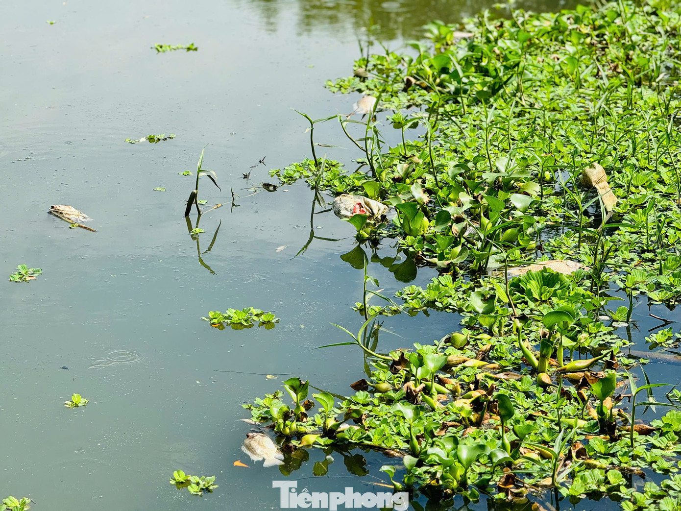 Nước sông có màu đen đục. Ảnh: Nguyễn Ngọc