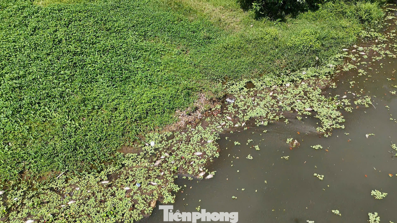 Số lượng cá chết quá lớn và đang phân hủy, bốc mùi hôi thối khiến người dân rất khó chịu. Ảnh: Nguyễn Ngọc