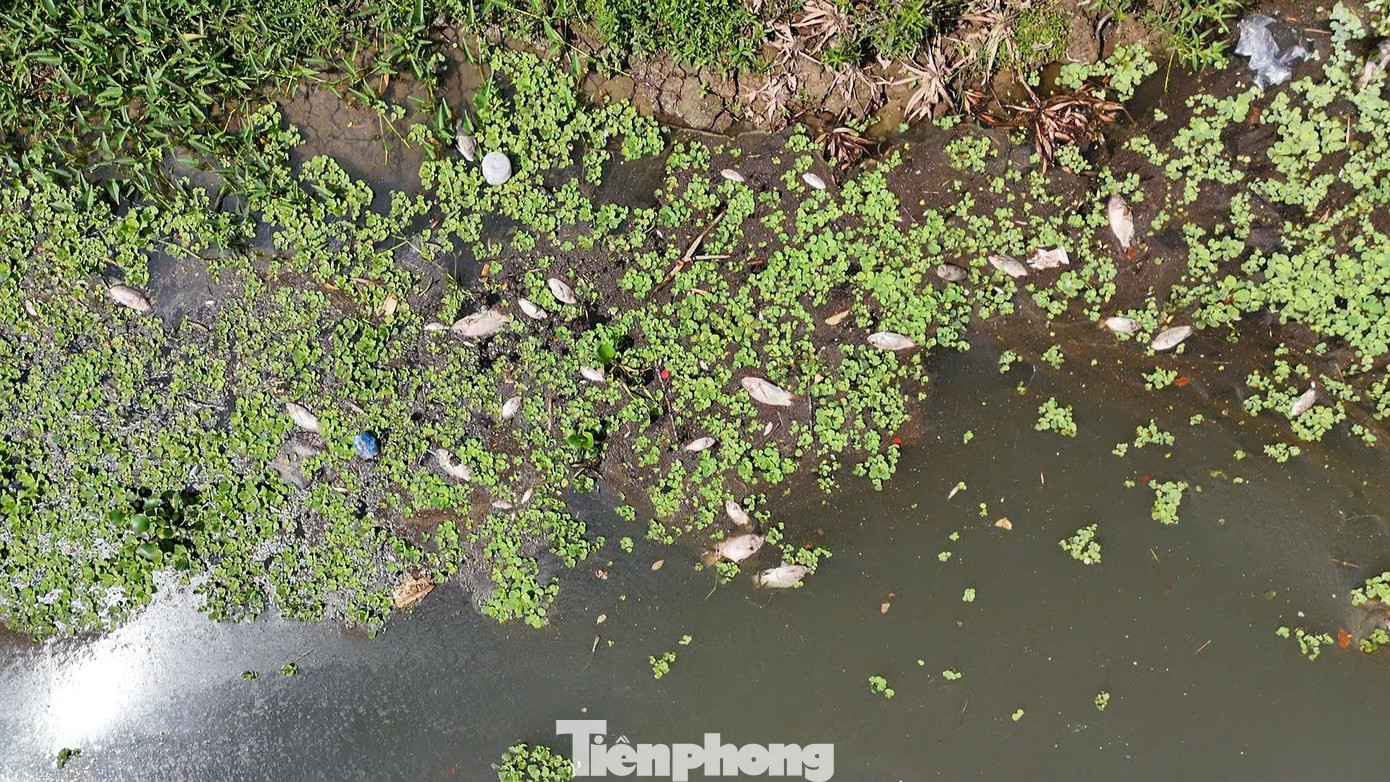 Số lượng cá chết quá lớn và đang phân hủy, bốc mùi hôi thối khiến người dân rất khó chịu. Ảnh: Nguyễn Ngọc