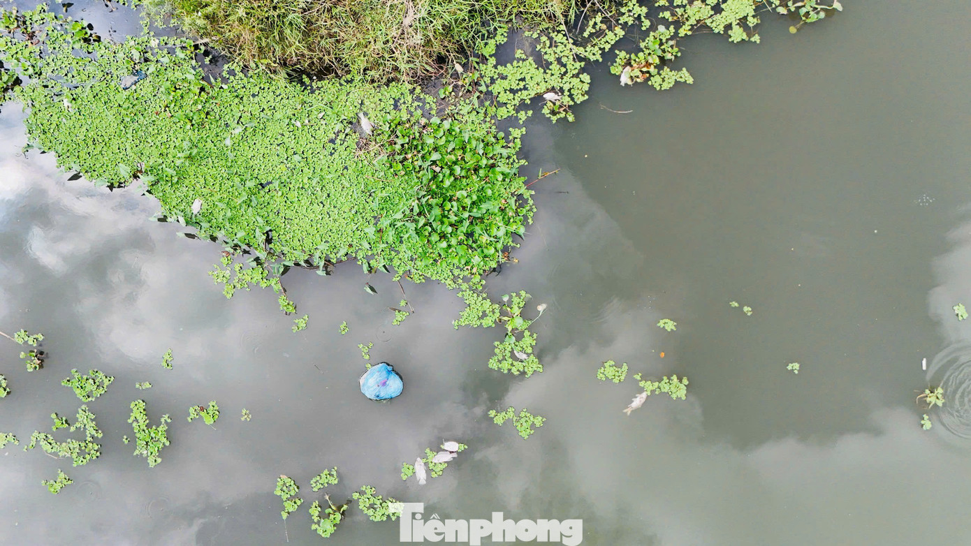 Cá chết nổi trắng nhiều đoạn trên sông Bàu Giang. Ảnh: Nguyễn Ngọc