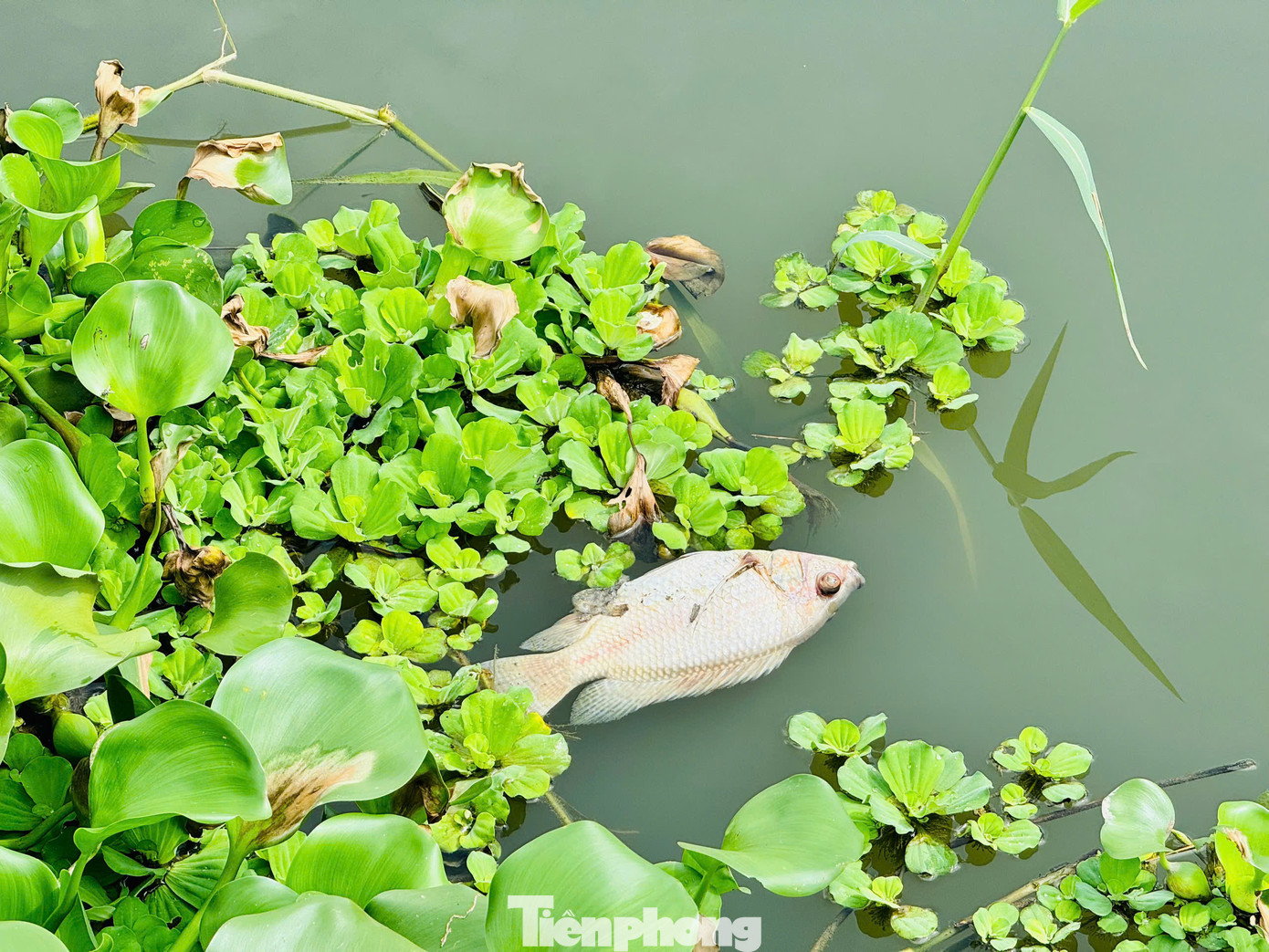 Các loài cá chết chủ yếu như cá ngạnh, chép, rô phi… Ảnh: Nguyễn Ngọc