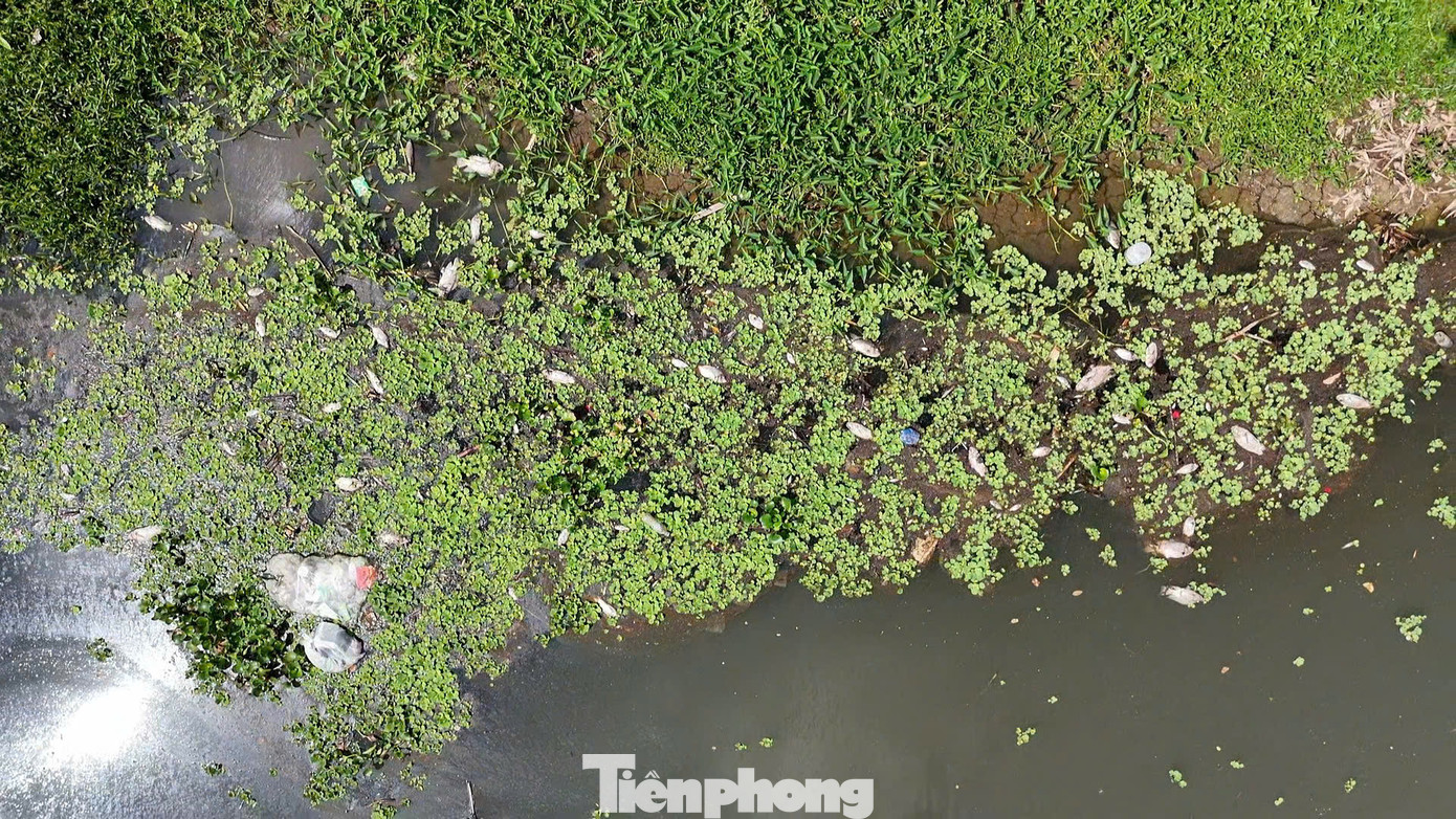 Số lượng cá chết quá lớn và đang phân hủy, bốc mùi hôi thối khiến người dân rất khó chịu. Ảnh: Nguyễn Ngọc