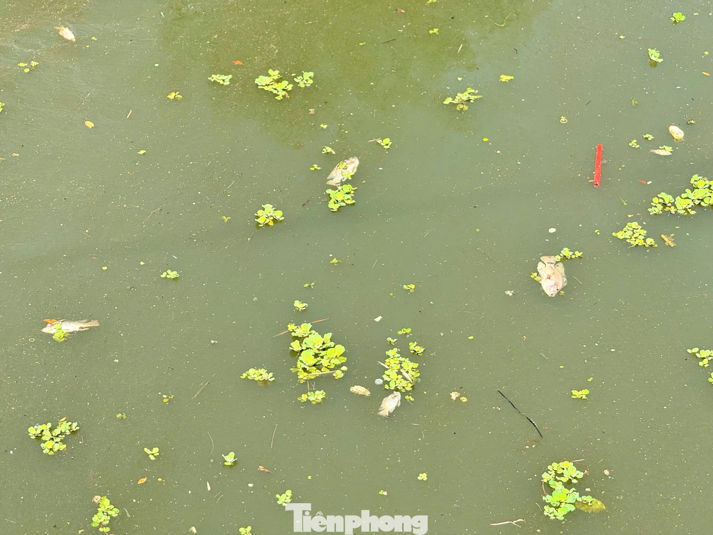 Nước sông có màu đen đục. Ảnh: Nguyễn Ngọc