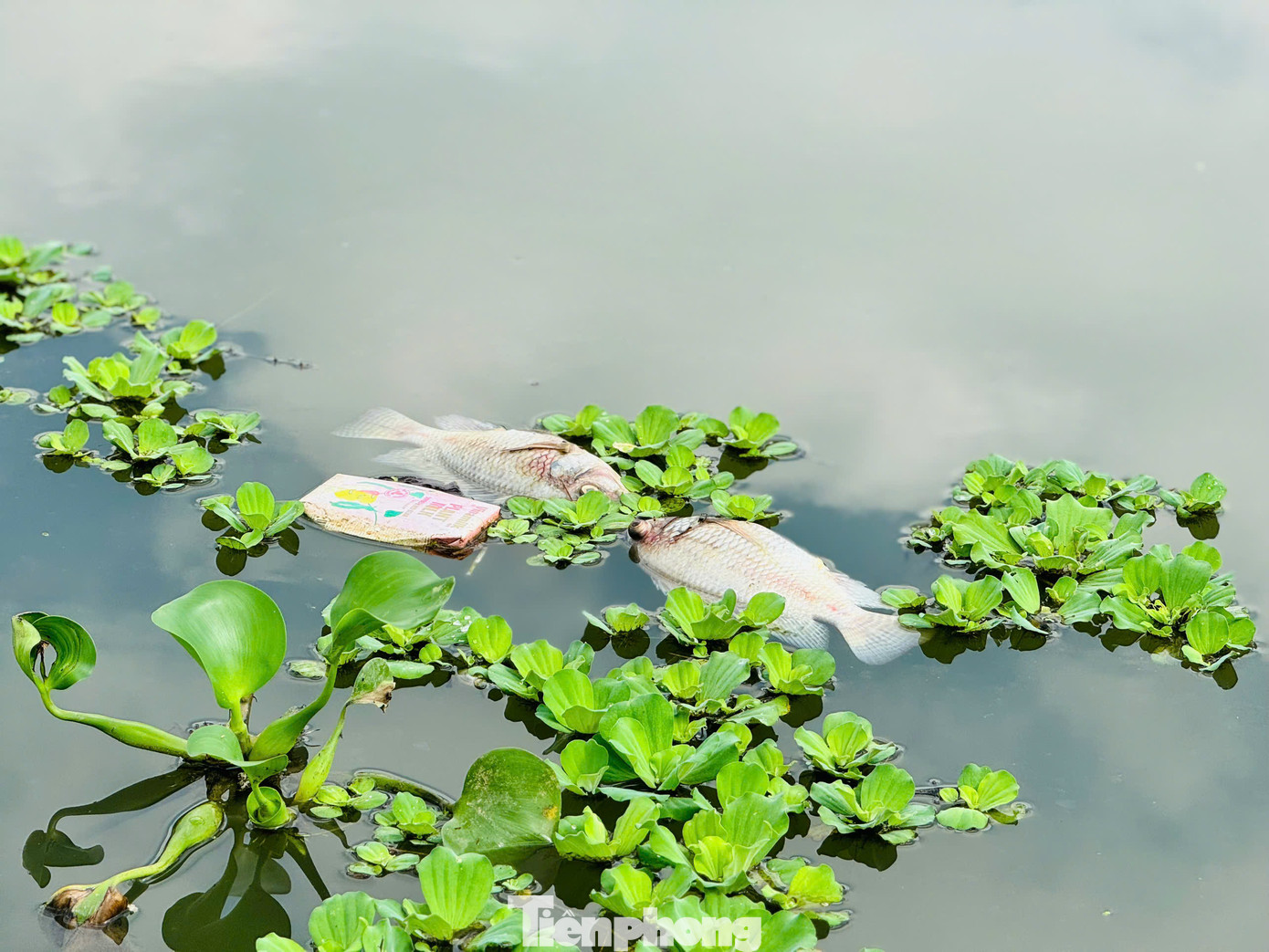 Cá chết hàng loạt. Ảnh: Nguyễn Ngọc