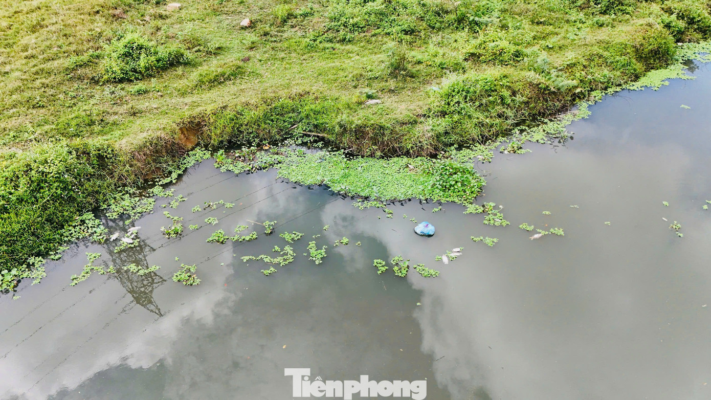 Cá chết nổi trắng nhiều đoạn trên sông Bàu Giang. Ảnh: Nguyễn Ngọc
