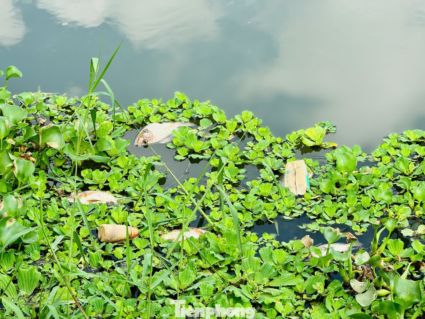 Cá chết hàng loạt. Ảnh: Nguyễn Ngọc