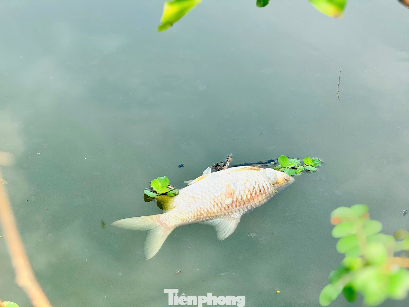 Các loài cá chết chủ yếu như cá ngạnh, chép, rô phi… Ảnh: Nguyễn Ngọc