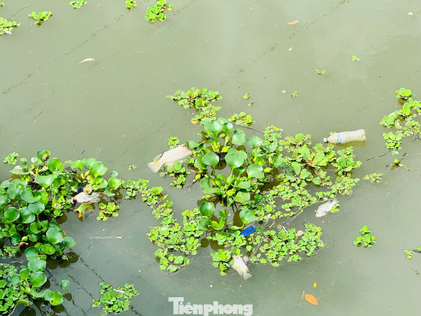 Nước sông có màu đen đục. Ảnh: Nguyễn Ngọc