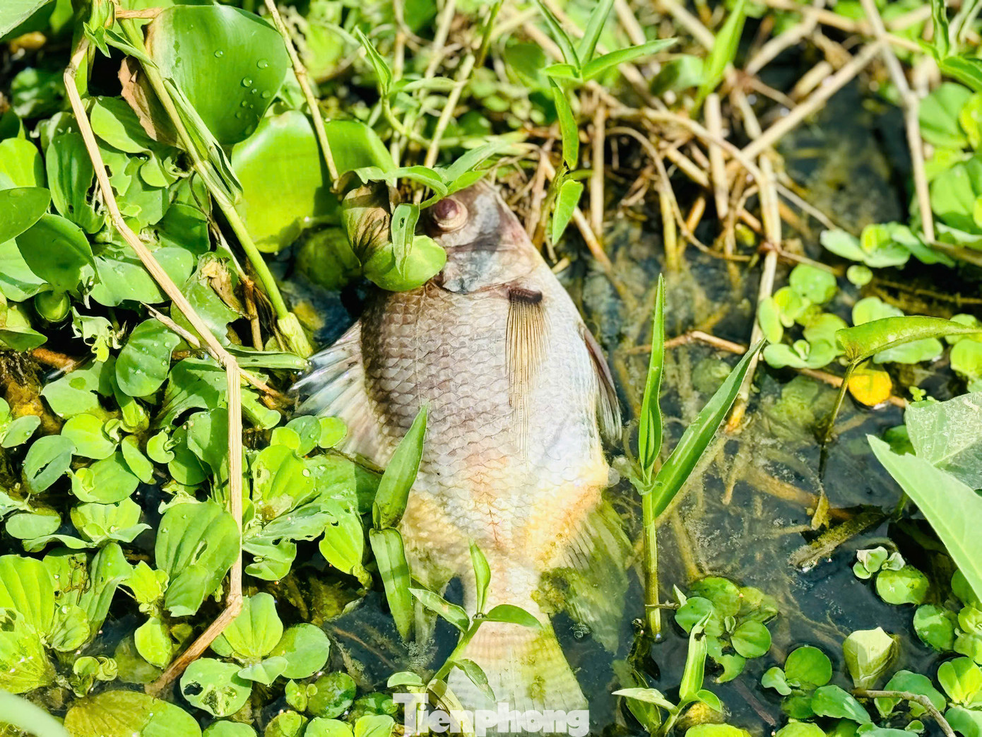 Các loài cá chết chủ yếu như cá ngạnh, chép, rô phi… Ảnh: Nguyễn Ngọc