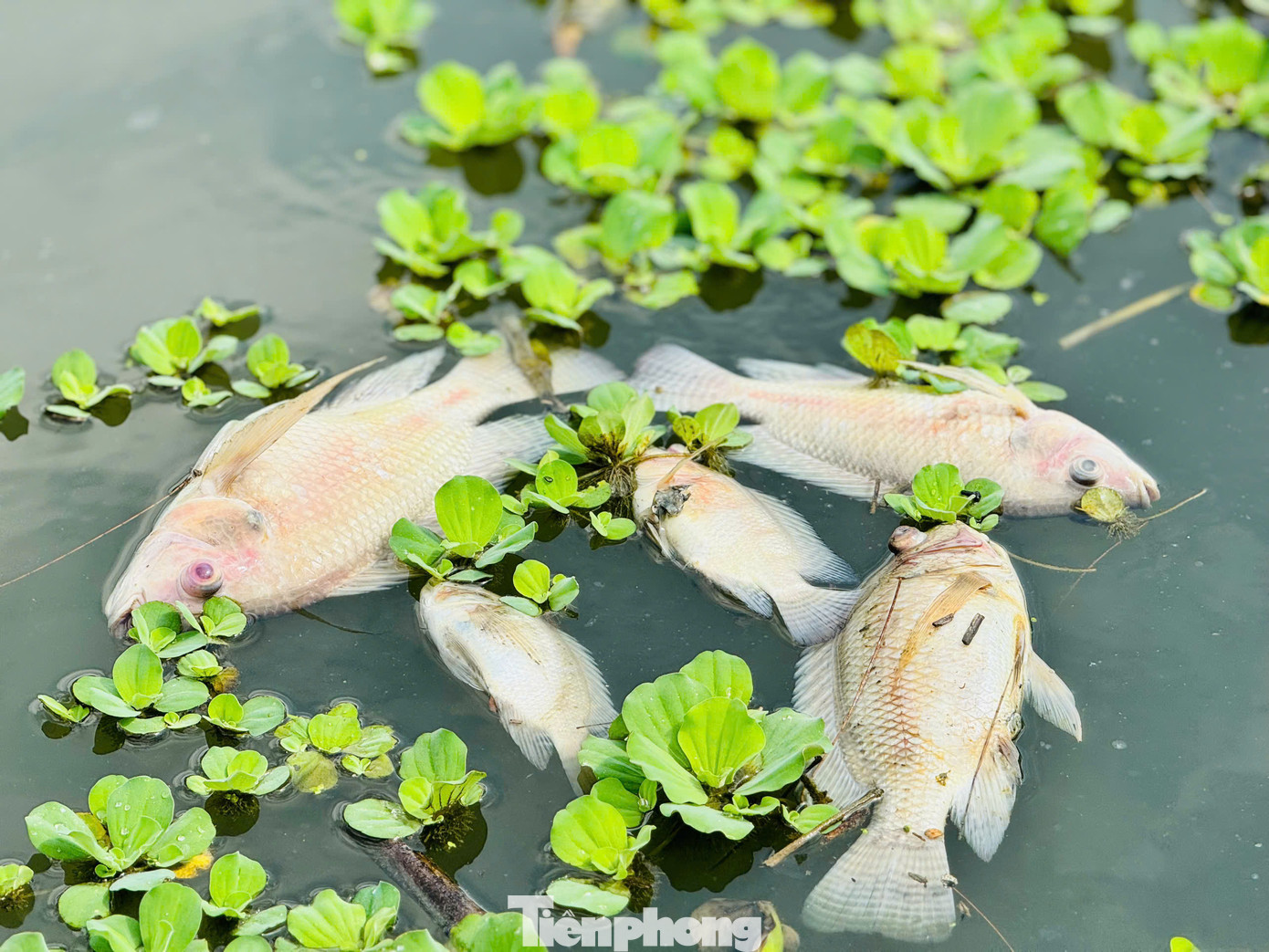Cá chết hàng loạt. Ảnh: Nguyễn Ngọc