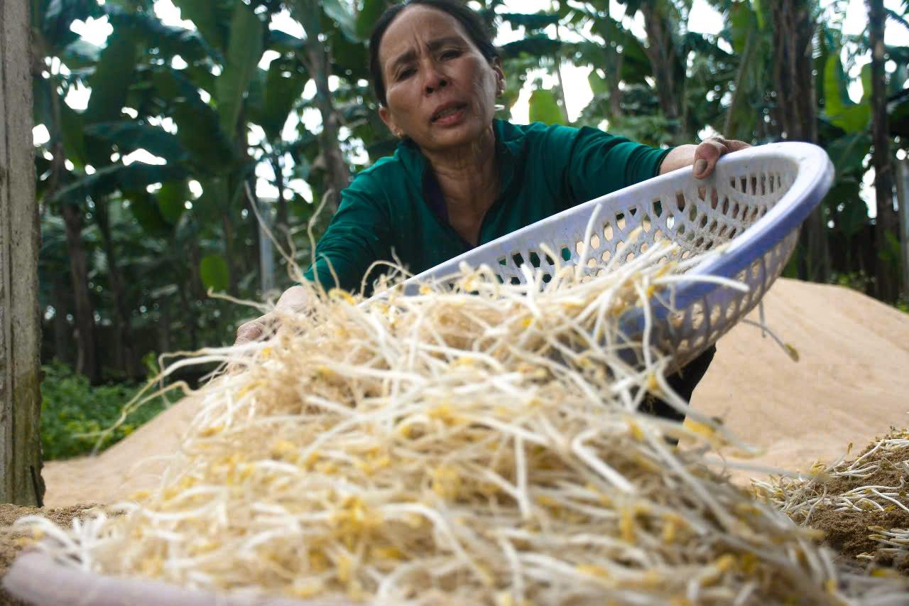 “Làm giá theo cách truyền thống tốn nhiều thời gian, công sức. Phải ra bãi bồi lấy cát về sàng lọc kỹ trước khi gieo đậu. Sau vài lần thu hoạch giá là phải thay cát mới”, anh Đoan chia sẻ.