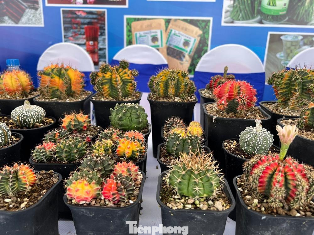 Sản phẩm đặc trưng của các huyện, thị Đoàn trên địa bàn tỉnh Quảng Ngãi đều được giới thiệu tại đây.