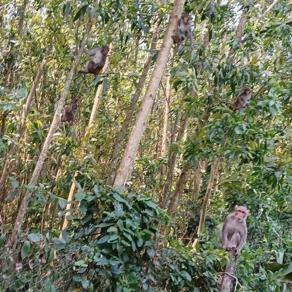 Đàn khỉ hoang gần trăm con từ rừng kéo xuống, liên tục cắn phá mùa màng của người dân.