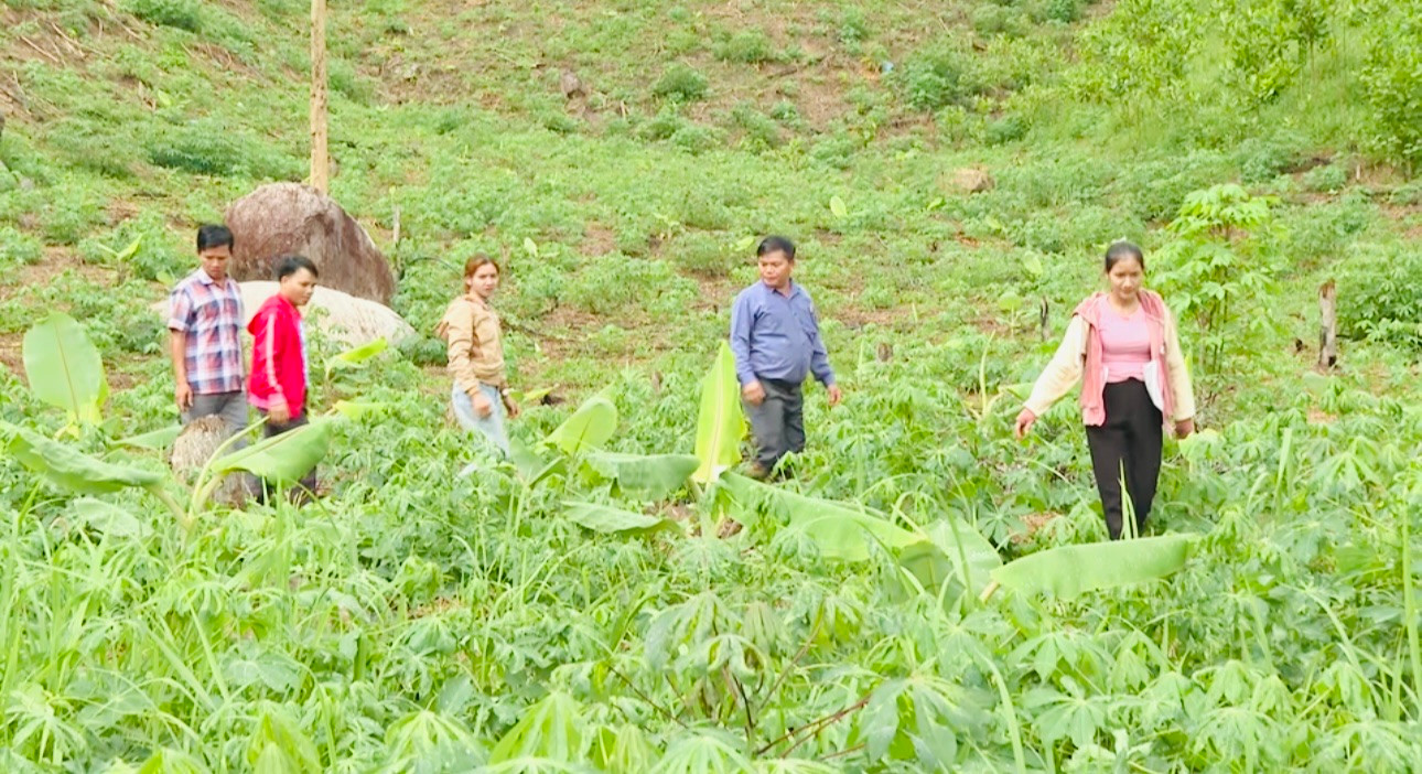 Tham quan vườn trồng cây chuối mốc của người dân. Tham quan vườn trồng cây chuối mốc của người dân.